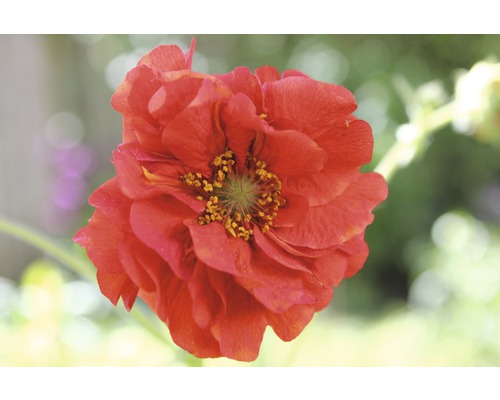 Kuklík chilský Flora Self Geum chiloense 'Mrs Bradshaw' 10-20 cm květináč 0,5 l Detailní záběr jednotlivého červeného květu kuklíku