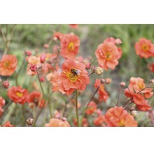 Kuklík potoční FloraSelf Geum cocciuneum 'Borisii' výška 5-20 cm květináč 0,5 l