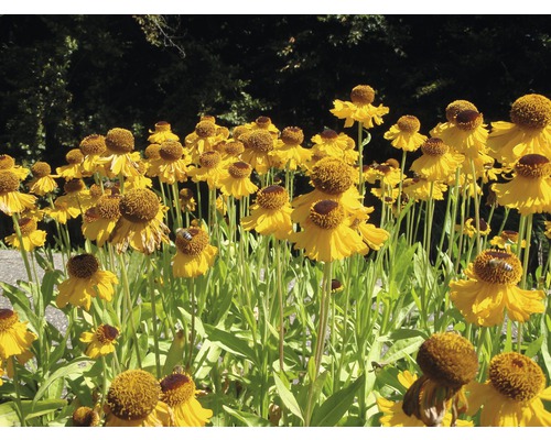 Žluté květiny Rudbeckie lesklé na zahradním záhonu