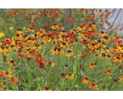 Záplevák Helenium kultivar 'Moerheim Beauty 5-70 cm květináč 0,5 l