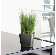 Trsy trávy v hranatém květináči na stole