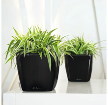 Dvě pokojové rostliny v černých květináčích.