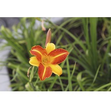 Denivka FloraSelf Hemerocallis kultivar 'Frans Hals' výška 5-20 cm květináč 0,5 l