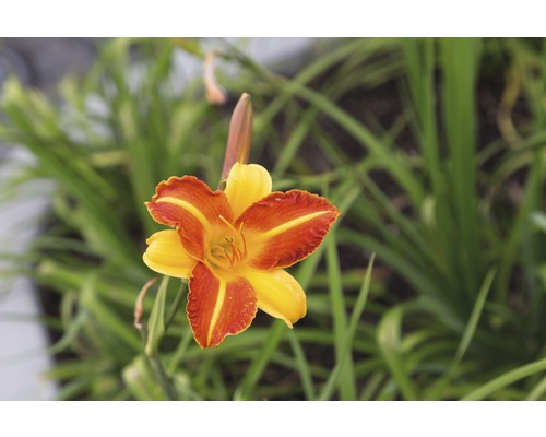 Denivka FloraSelf Hemerocallis kultivar 'Frans Hals' výška 5-20 cm květináč 0,5 l Denivka FloraSelf Hemerocallis kultivar 'Frans Hals' výška 5-20 cm květináč 0,5 l