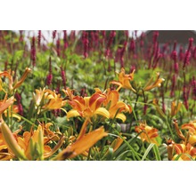 Denivka FloraSelf Hemerocallis kultivar 'Frans Hals' výška 5-20 cm květináč 0,5 l