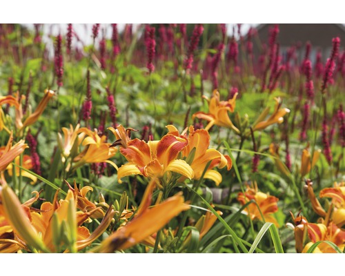 Detailní pohled na oranžové denivky v zahradním záhonu