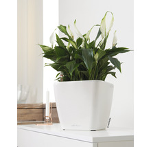 Pokojová rostlina Spathiphyllum v bílém květináči