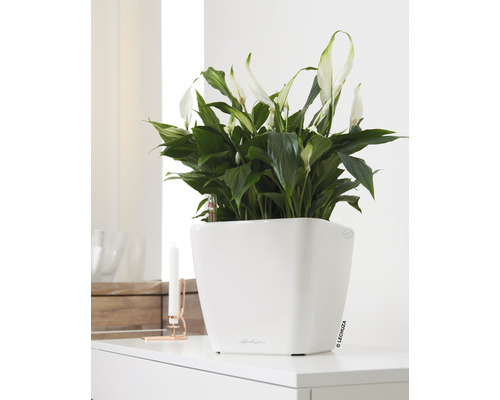 Pokojová rostlina Spathiphyllum v bílém květináči