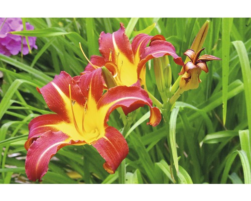 Denivka FloraSelf Hemerocallis-kultivar 'Sammy Russel' výška 5-20 cm květináč 0,5 l Denivka FloraSelf Hemerocallis-kultivar 'Sammy Russel' výška 5-20 cm květináč 0,5 l