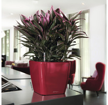 Pokojová rostlina v červeném květináči se zavlažovacím systémem