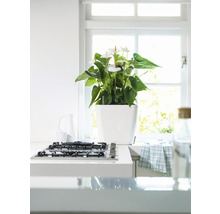 Interiérová scéna s anturií v bílém květináči na kuchyňské lince