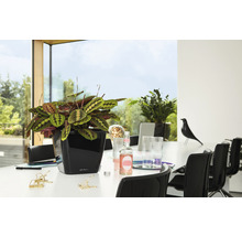 Modlivka v černém květináči na stole