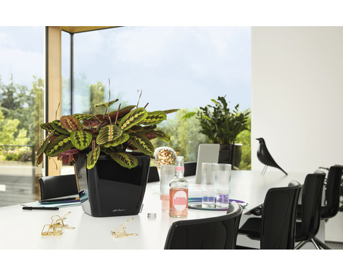 Modlivka v černém květináči na stole