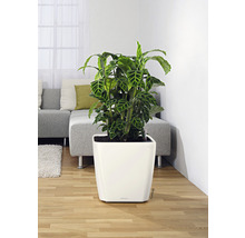 Pokojová rostlina v bílé nádobě v obývacím pokoji