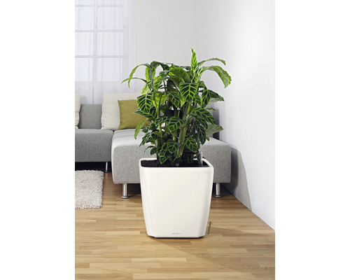 Pokojová rostlina v bílé nádobě v obývacím pokoji