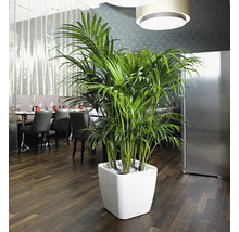 Kentia palma v bílé květinové nádobě v restauraci