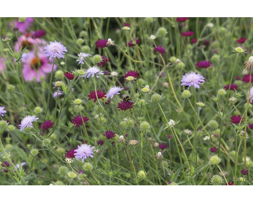 Chrastavec makedonský FloraSelf Knautia macedonica výška 5-80 cm květináč 0,5 l Květinová louka s různými květy Scabiosa