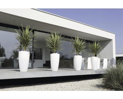 Řada rostlin v květináčích před moderní budovou