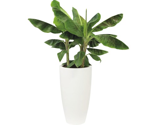 Banánovník v květináči pro interiér