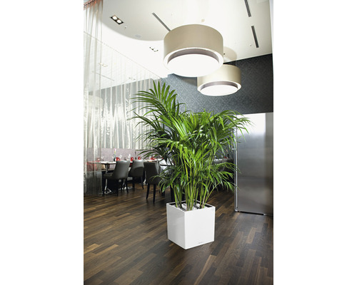 Interiér s kentia palmou v bílém květináči pod lampami
