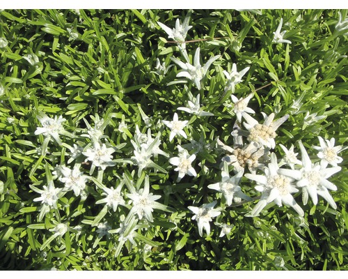 Protěž alpská FloraSelf Leontopodium alpinum výška 5-20 cm květináč 0,5 l