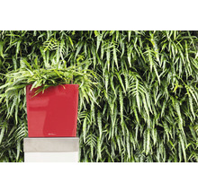 Červený květináč s kapradinou před stěnou rostlin