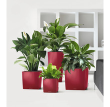 Různé pokojové rostliny v květináčích