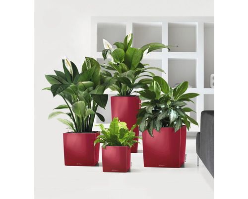 Různé pokojové rostliny v květináčích