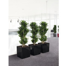 Tři dračince v černých květináčích ve světlé kancelářské místnosti.