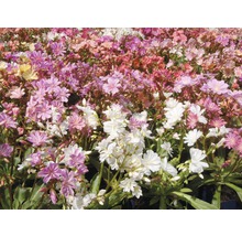 Levisie květnatá FloraSelf Lewisia cotyledon 5-20 cm květináč 0,5 l