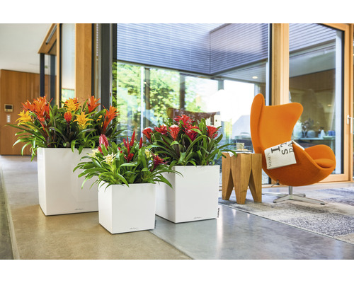 Interiérová fotografie se třemi bílými květináči s kvetoucími broméliemi, které zdobí moderní obytný prostor.