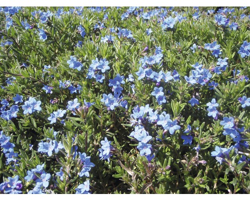 Kamejka větvená FloraSelf Lithodora diffusa 'Heavenly Blue' výška 5-20 cm květináč 0,5 l Kamejka větvená FloraSelf Lithodora diffusa 'Heavenly Blue' výška 5-20 cm květináč 0,5 l