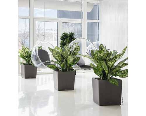 Interiér s rostlinami v hranatých květináčích a závěsná křesla