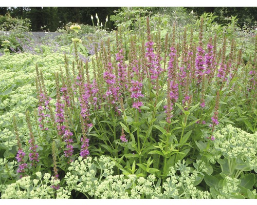 Kyprej vrbice Lythrum salicaria 'Robert' výška 5-60 cm květináč 0,5 l