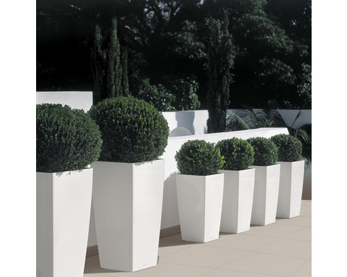 Řada čtvercových květináčů s kulovitými rostlinami pro venkovní použití