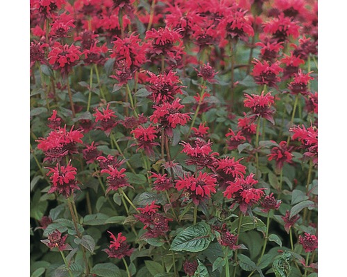 Zavinutka podvojná FloraSelf Monarda didyma 10-30 cm květináč 3 l