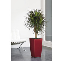 Dračinec v červeném květináči v interiéru.