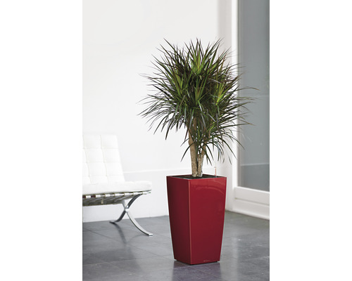 Dračinec v červeném květináči v interiéru.