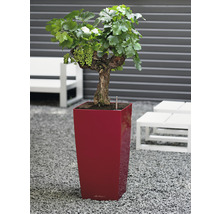 Vinná réva se zelenými hrozny v květináči pro zahradu