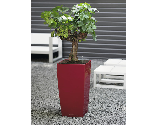 Vinná réva se zelenými hrozny v květináči pro zahradu