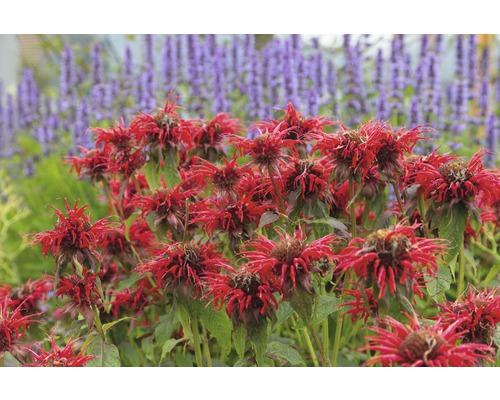 Zavinutka FloraSelf Monarda-kultivar 'Cambridge Scarlet' výška 10-40 cm květináč 0,5 l Zavinutka FloraSelf Monarda-kultivar 'Cambridge Scarlet' výška 10-40 cm květináč 0,5 l