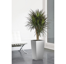 Dračinec v květináči ve světlé místnosti