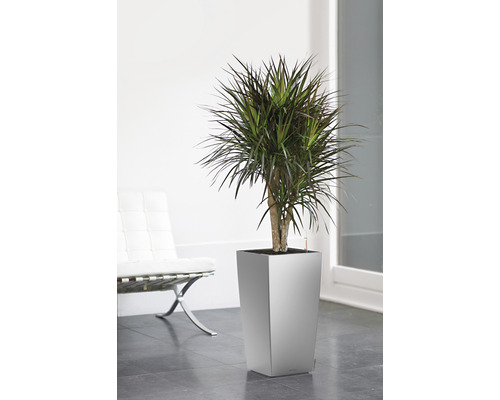 Dračinec v květináči ve světlé místnosti