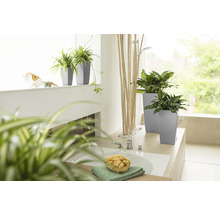 Koupelna s rostlinami v květináčích