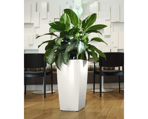 Pokojová rostlina v bílém květináči na podlaze