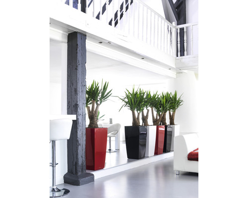 Světlý pokoj s okrasnými pokojovými rostlinami v květináčích