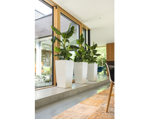 Tři rostliny v bílých, vysokých květináčích u okna.