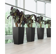 Řada černých květináčů s pokojovými rostlinami u okna