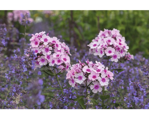 Plamenka latnatá FloraSelf Phlox paniculata 'Bight Eyes' výška 5-30 cm květináč 0,5 l Plamenka latnatá FloraSelf Phlox paniculata 'Bight Eyes' výška 5-30 cm květináč 0,5 l