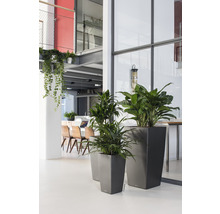 Interiér s rostlinami v květináčích